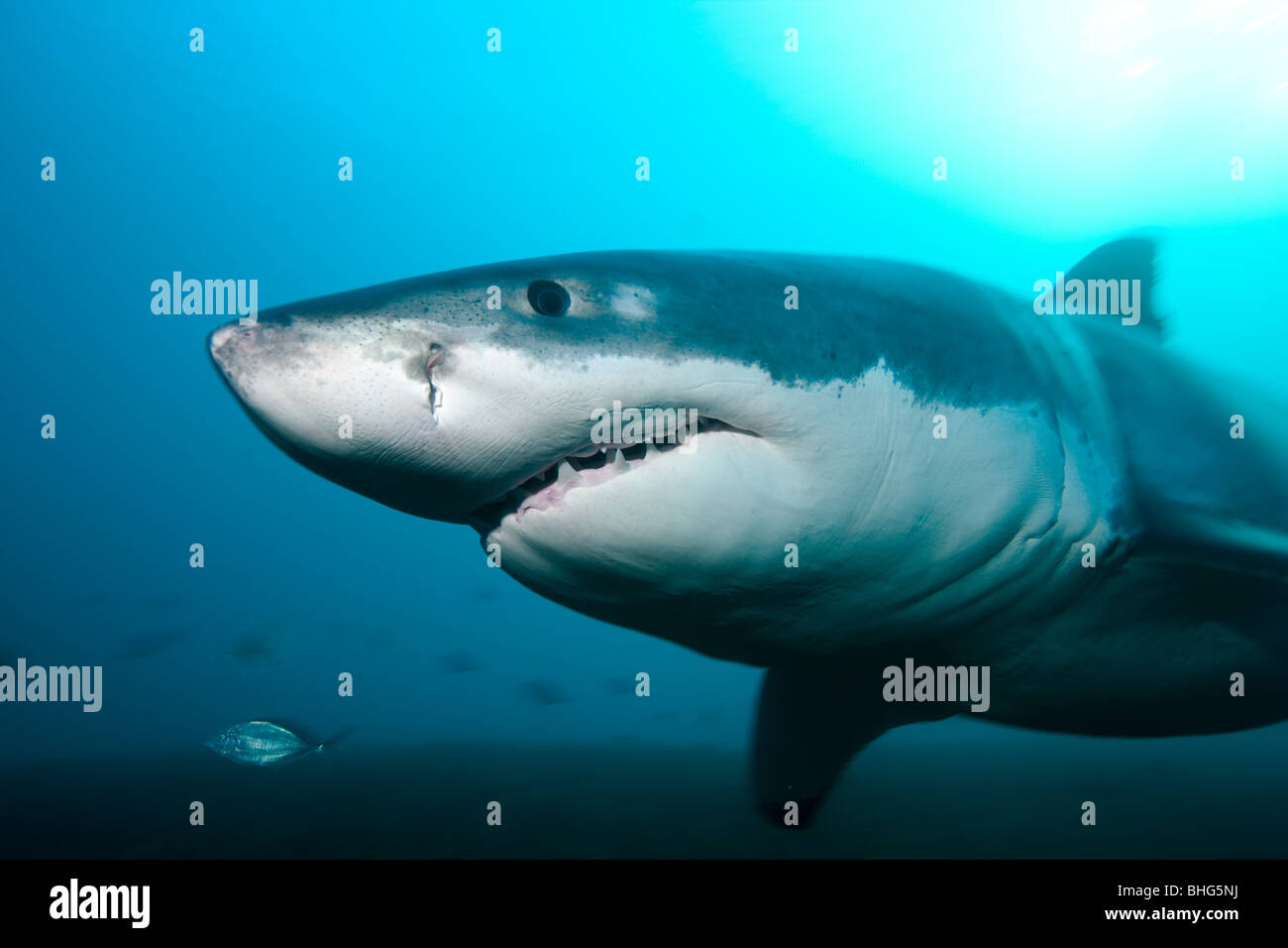 Great White Shark Stock Photo