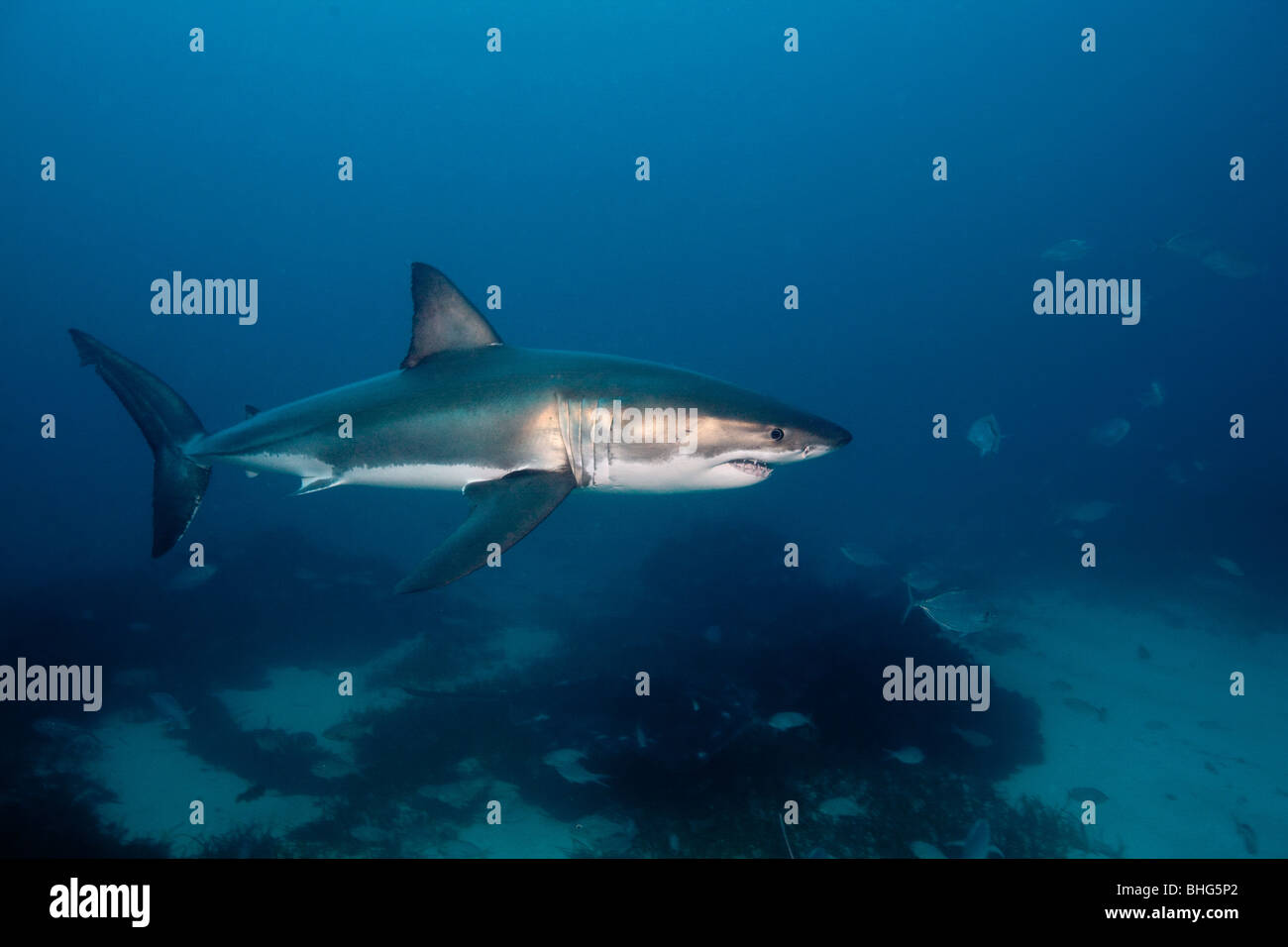 Great White Shark Stock Photo