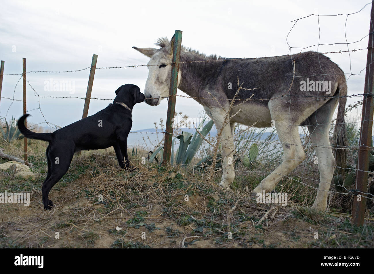 dog and donkey Stock Photo