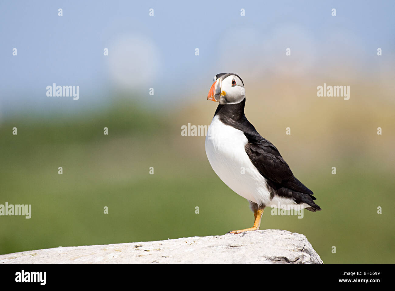 Atlantic puffin, Farne Islands Stock Photo