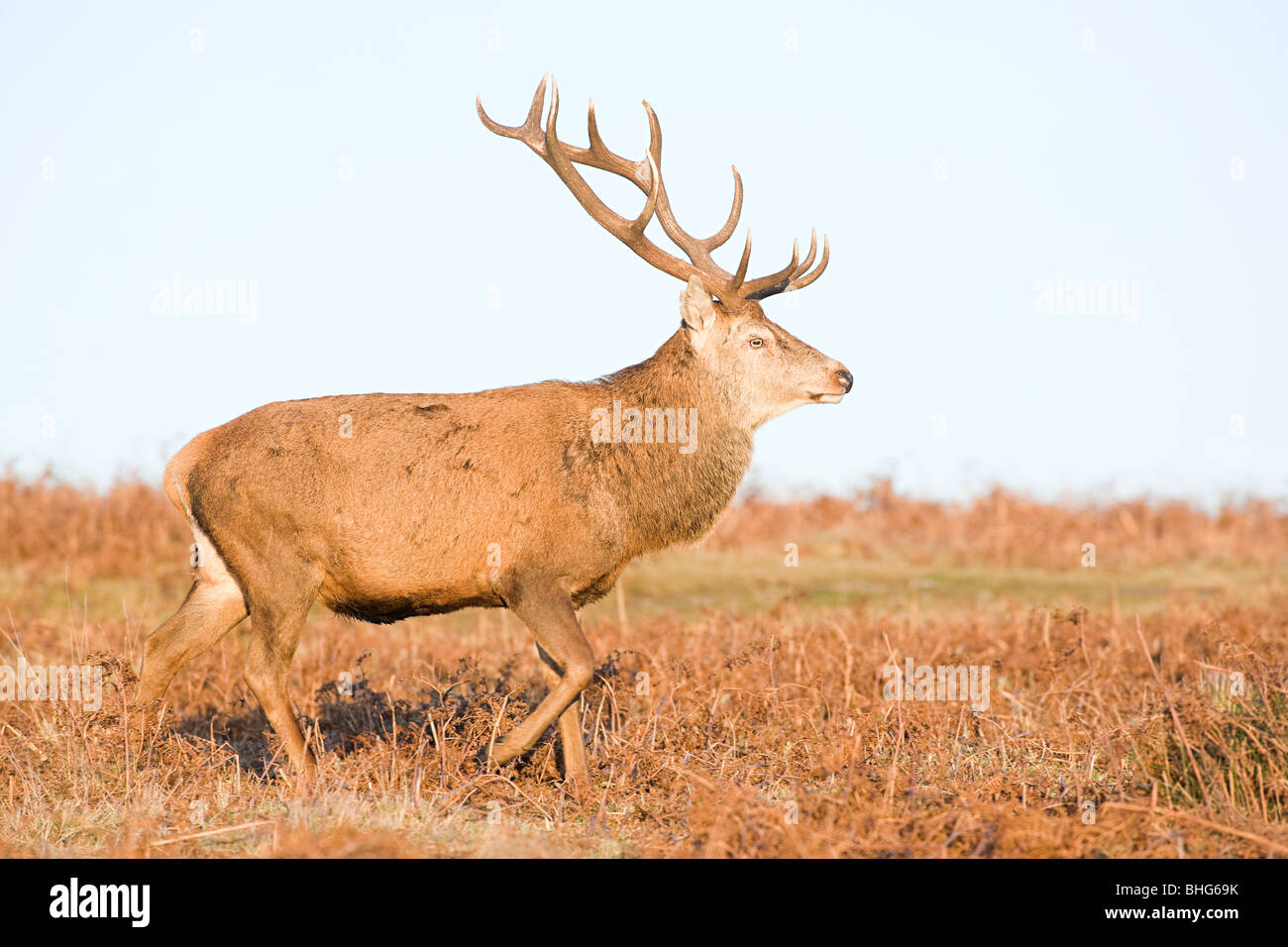 Red deer stag Stock Photo