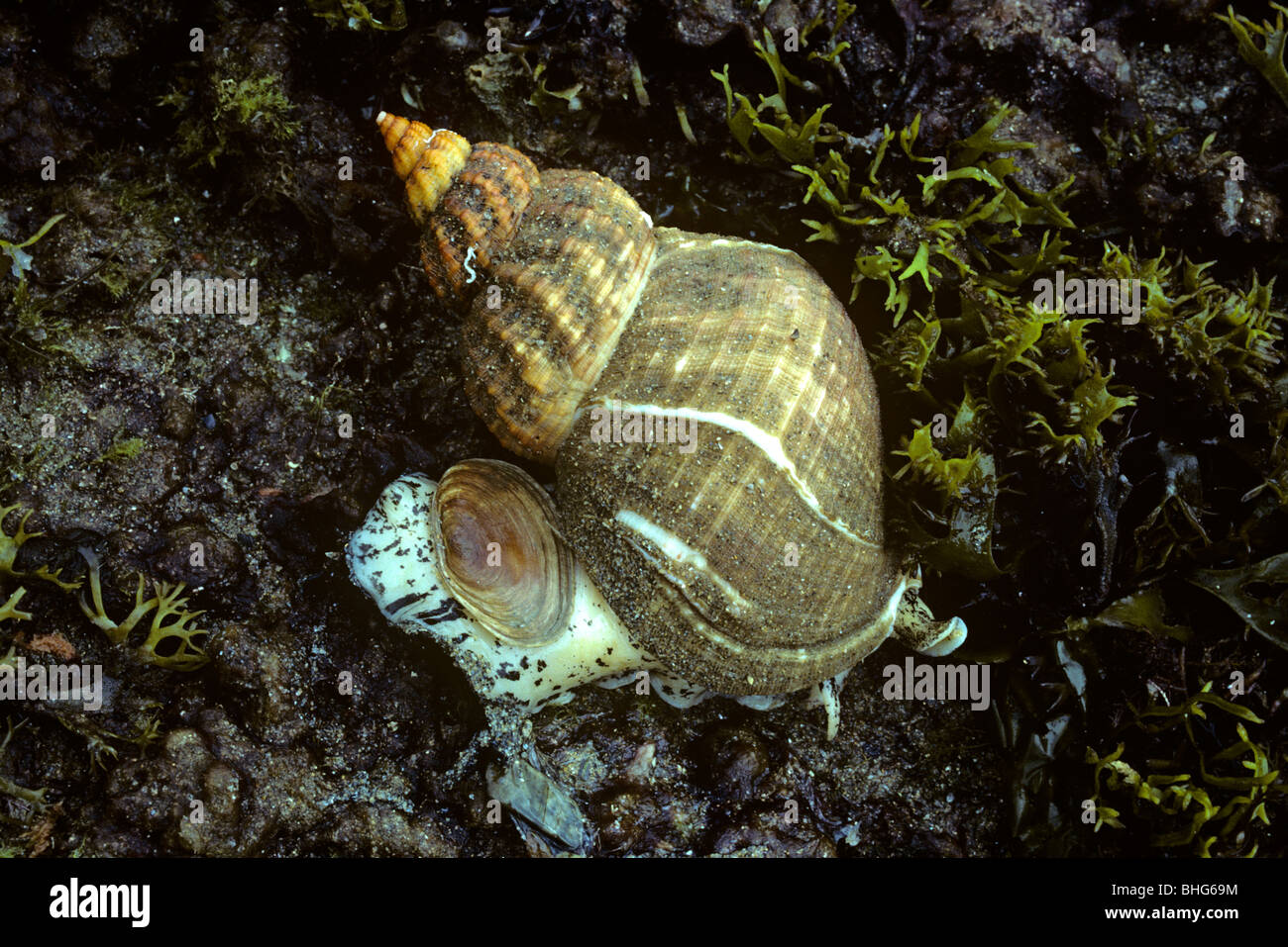 Common whelk (Buccinum undatum: Buccinidae) exposed at the bottom of the shore on a spring tide UK Stock Photo