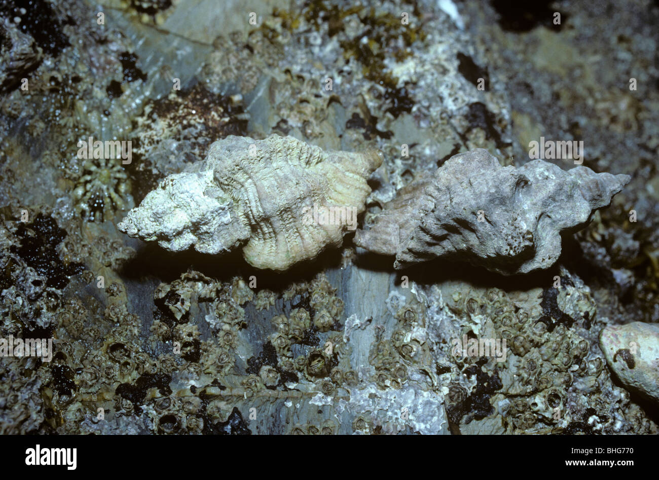 European sting winkle (Ocenebra erinacea: Muricidae) on a rocky shore, UK Stock Photo