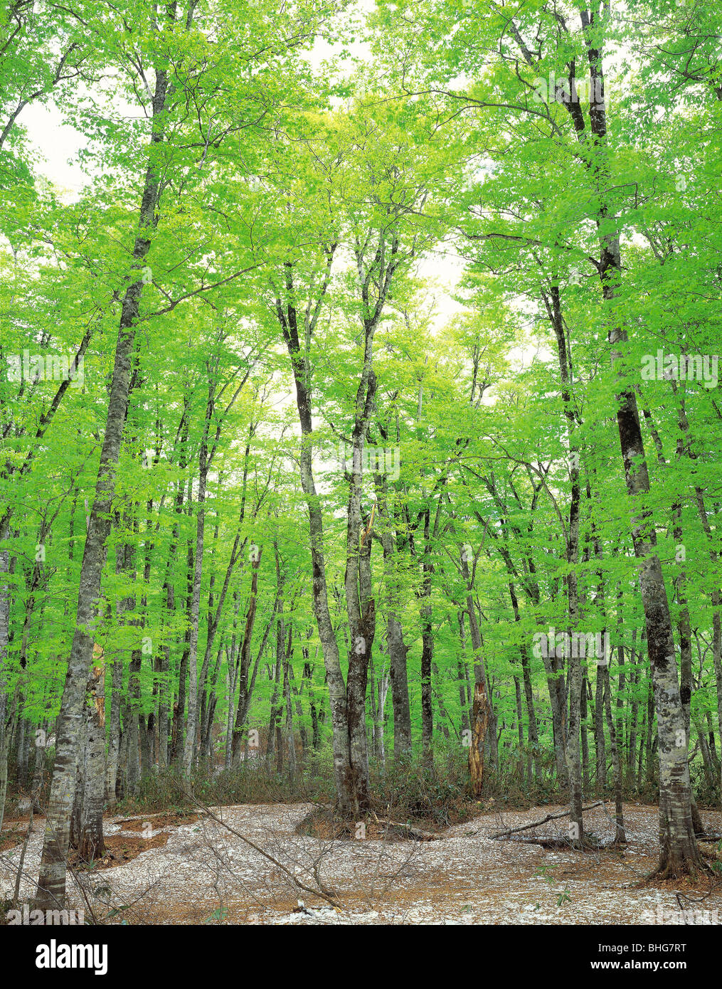 beech trees Nagano Prefecture Japan Stock Photo