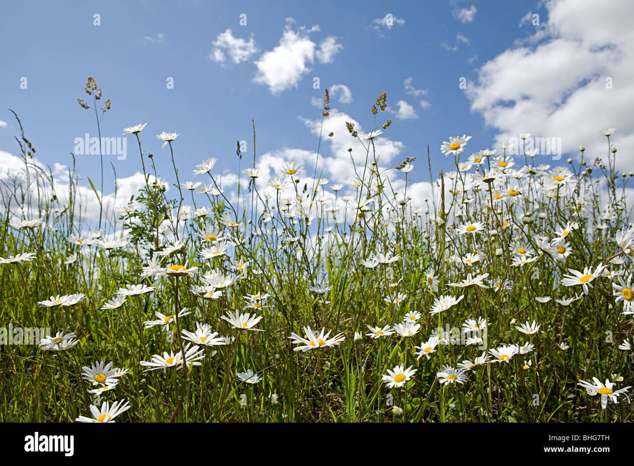 Field of daisies Stock Photo Alamy