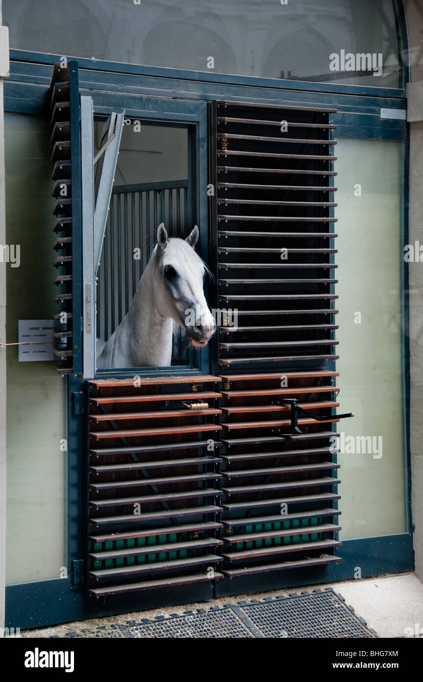 A white horse in the stables of the Winter Riding School in Vienna Austria Stock Photo