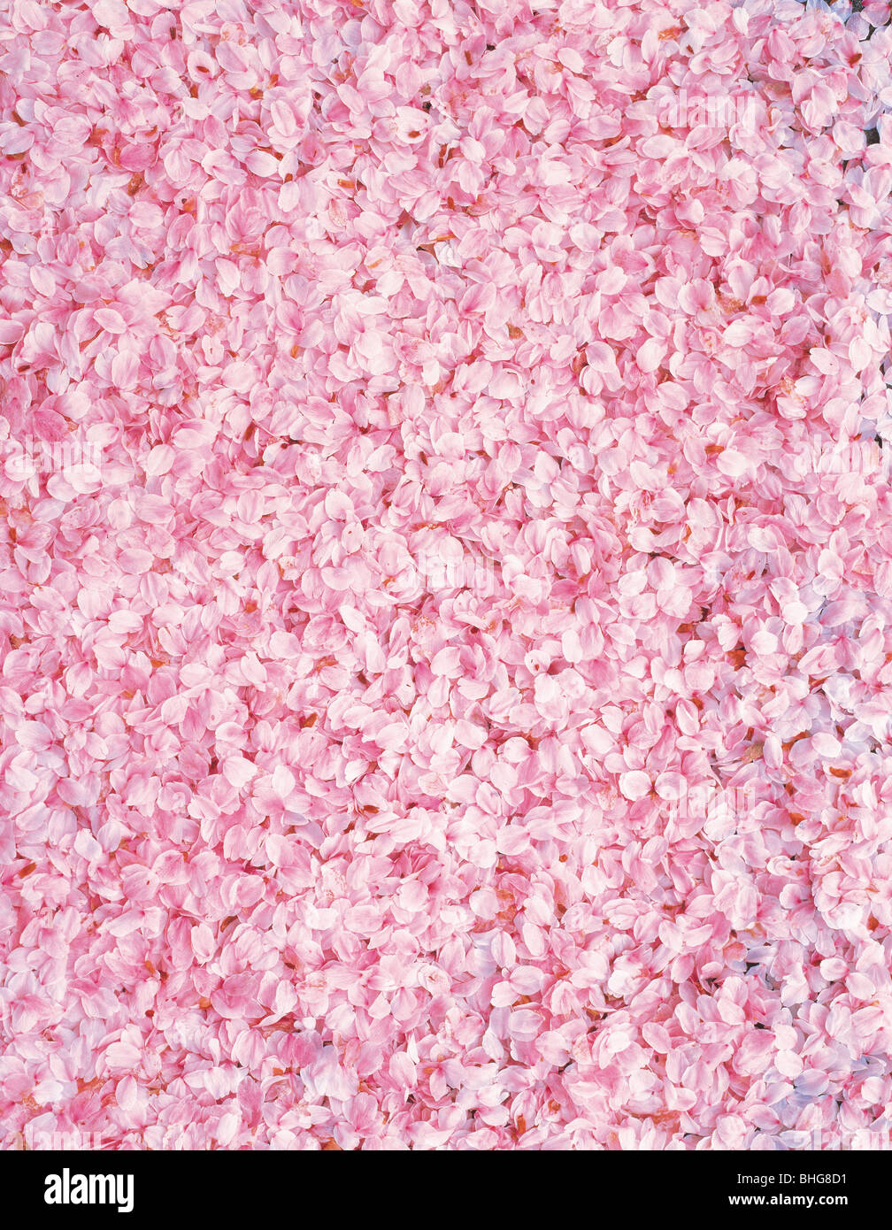 cherry blossom petals Stock Photo Alamy