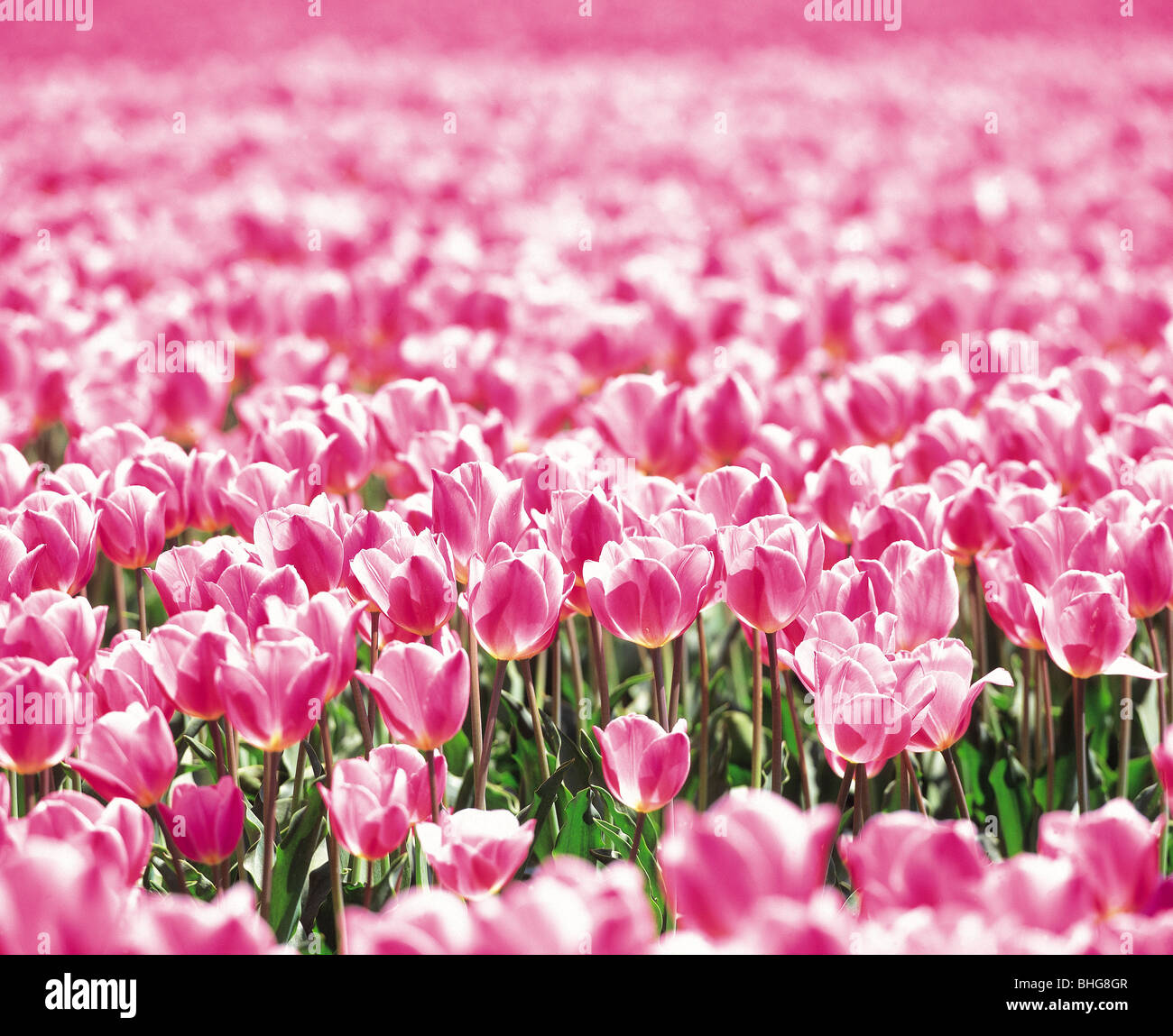 field of pink tulips Stock Photo