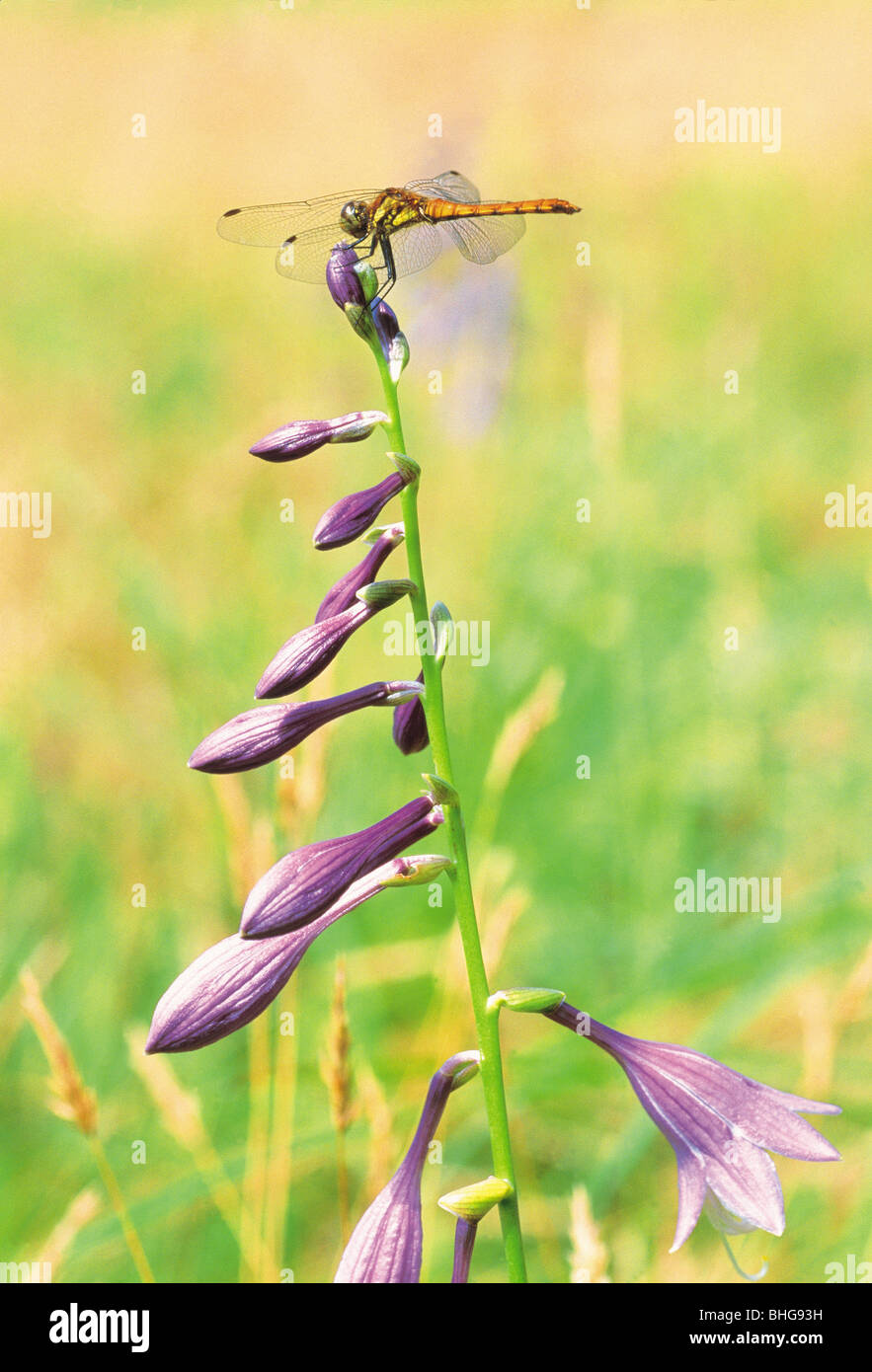 Dragonflies and flowers hi-res stock photography and images - Alamy