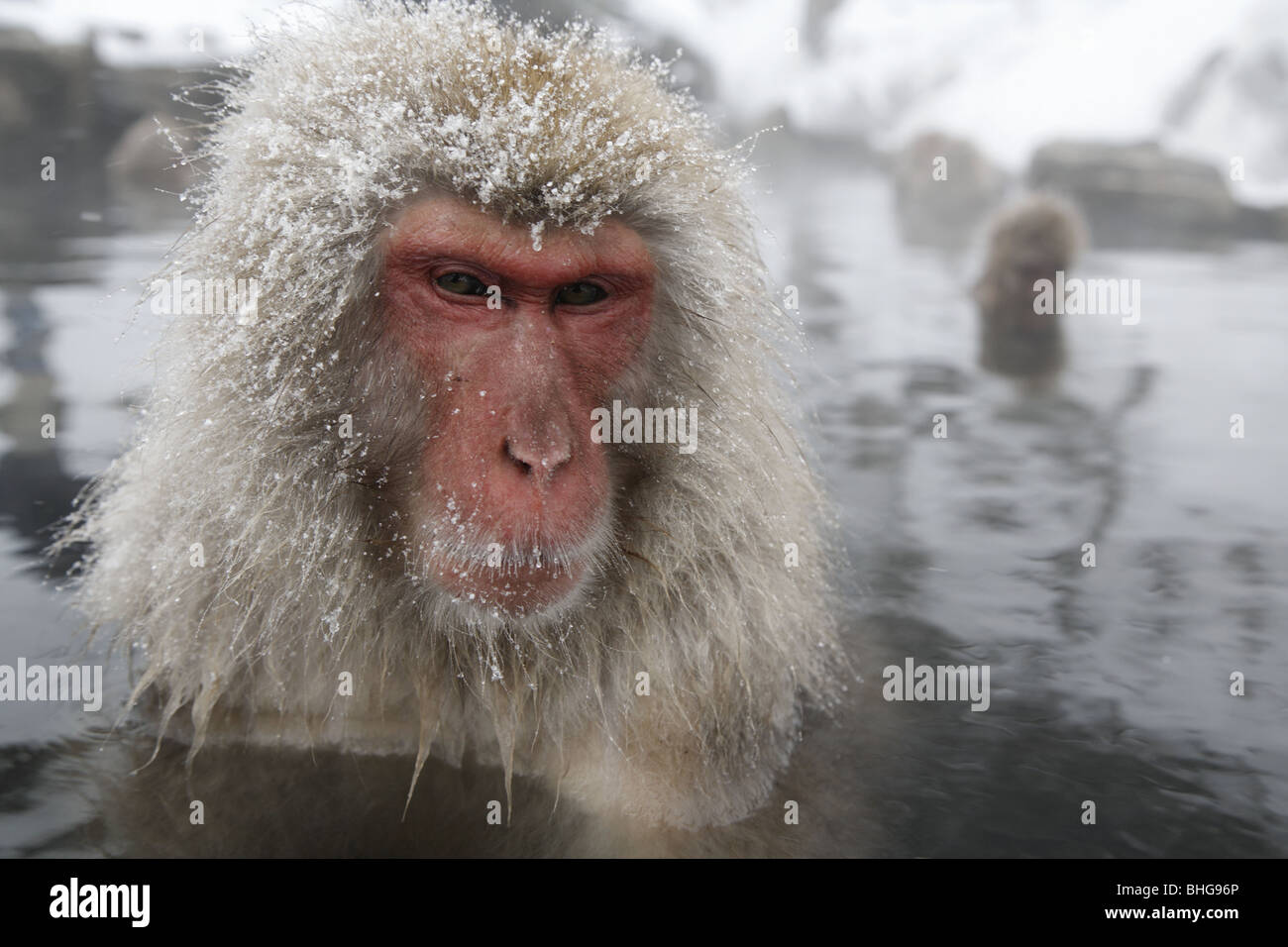 monkey in hot spring Stock Photo