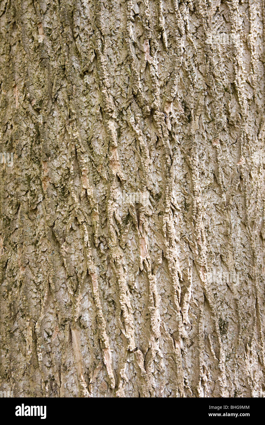 Tree bark Stock Photo