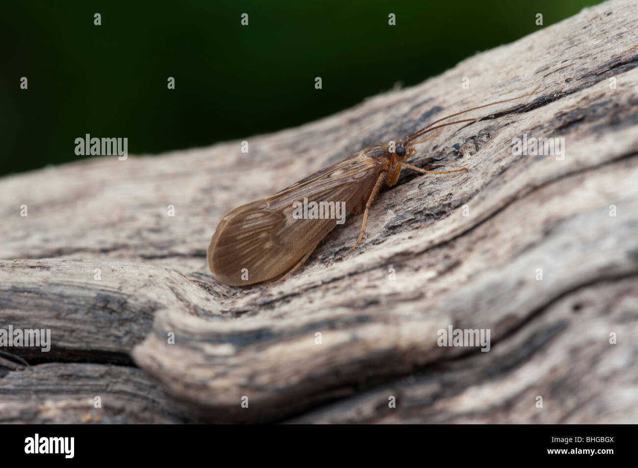 Caddisfly (Trichoptera) Stock Photo