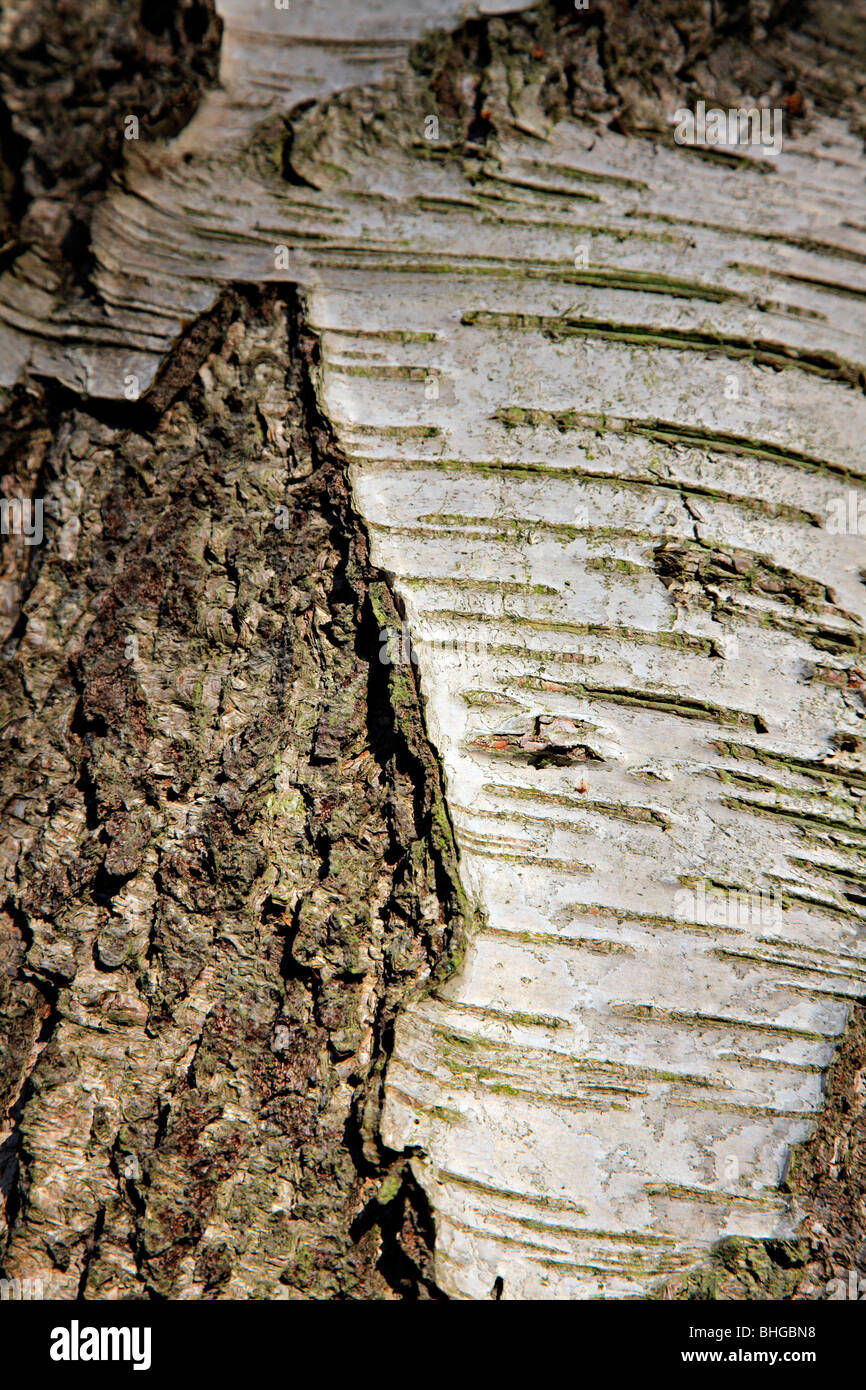 Betula pendula AGM bark Stock Photo