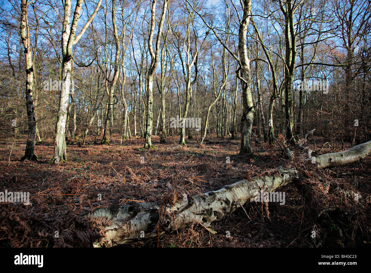 Betula pendula AGM in woodland on the Chilterns, Buckinghamshire Stock Photo