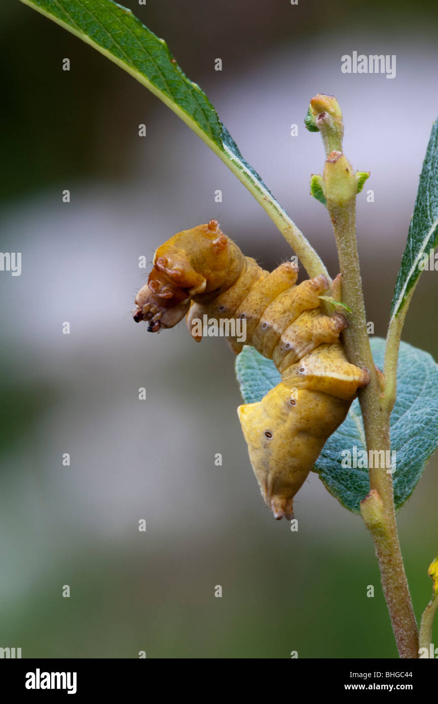 Iron Prominent Caterpillar (Notodonta dromedarius) Stock Photo