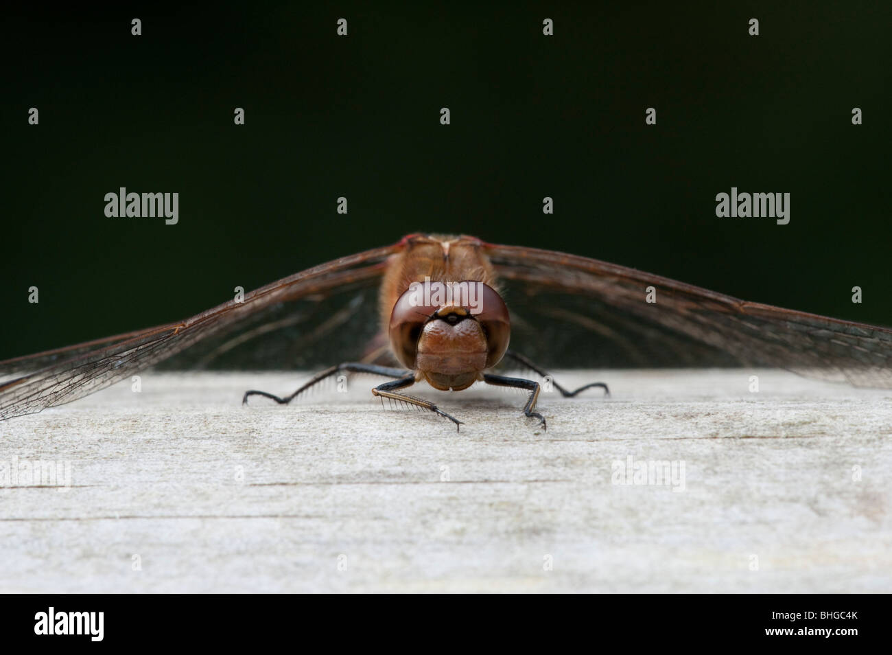 Common Darter (Sympetrum striolatum), female, head on view Stock Photo