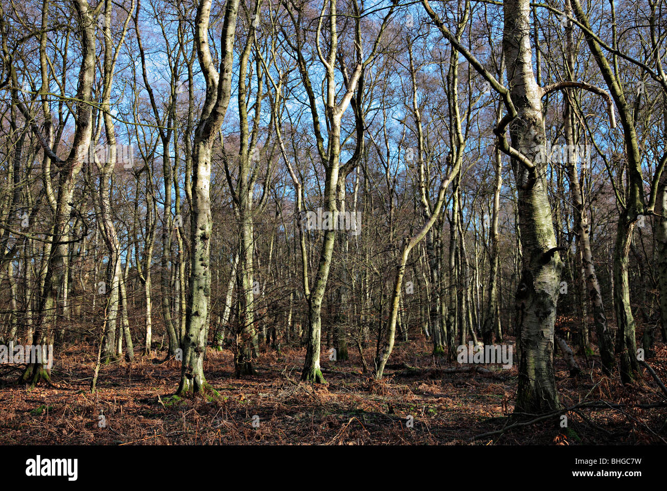 Betula pendula AGM in woodland on the Chilterns, Buckinghamshire Stock Photo