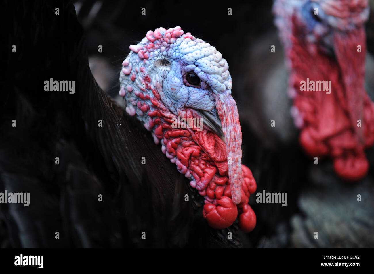 Ugly looking turkey with blue face and red neck and black feathers UK Stock Photo