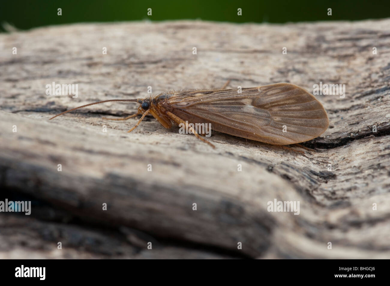 Caddisfly (Trichoptera) Stock Photo