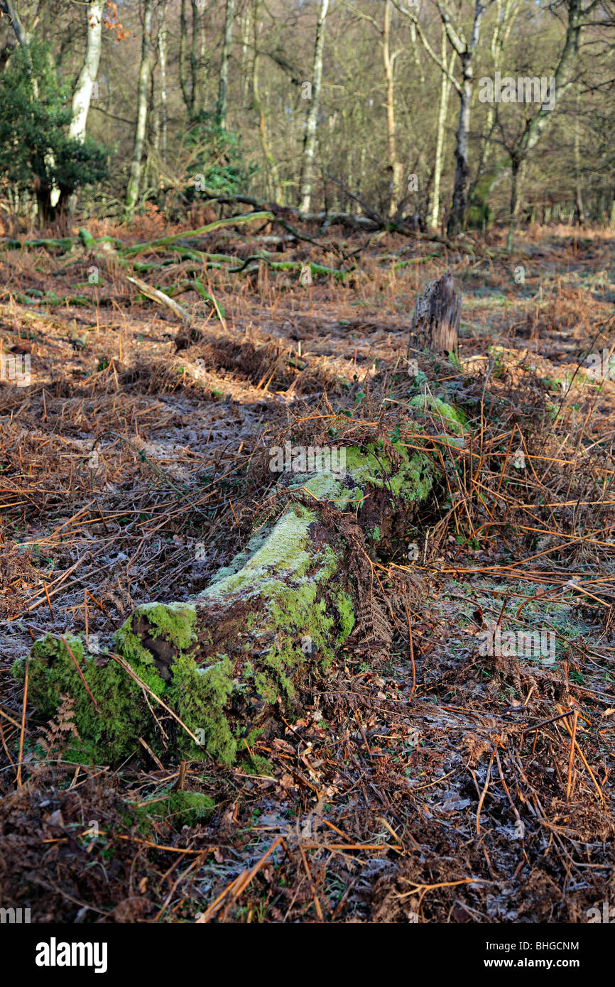 Deciduous woodland management in which fallen trees are allowed to remain to provide habitat. Stock Photo