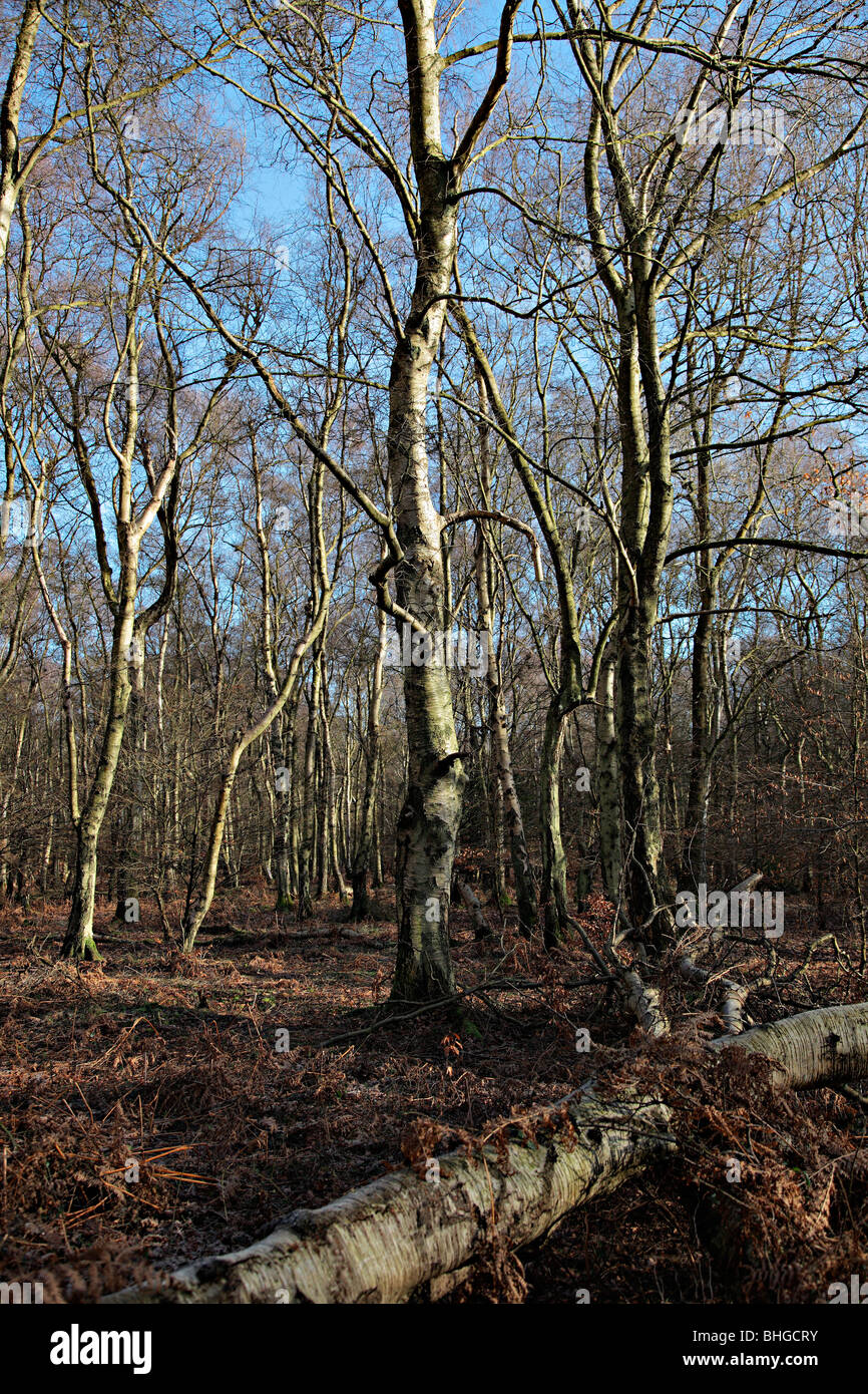 Betula pendula AGM in woodland on the Chilterns, Buckinghamshire Stock Photo