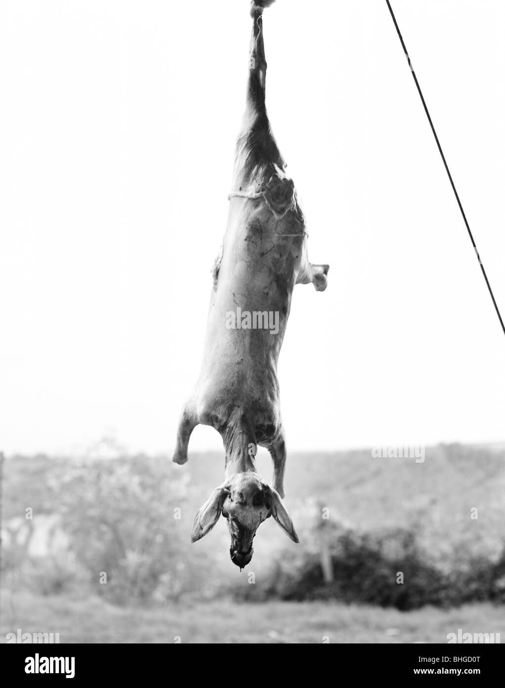 A killed lamb hanging upside down, Italy. Stock Photo