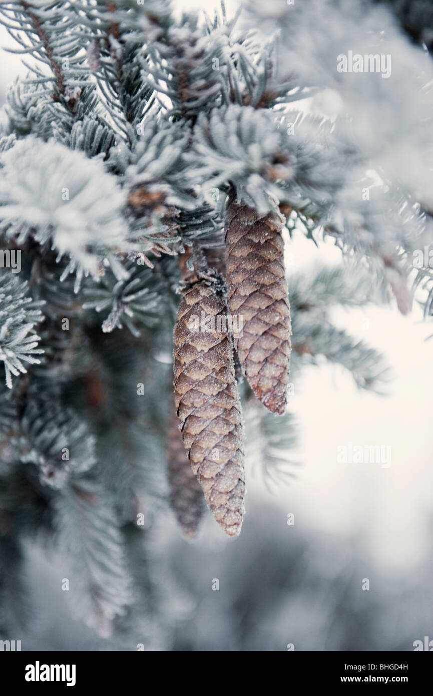 Spruce picea abies cone hanging hi-res stock photography and images - Alamy