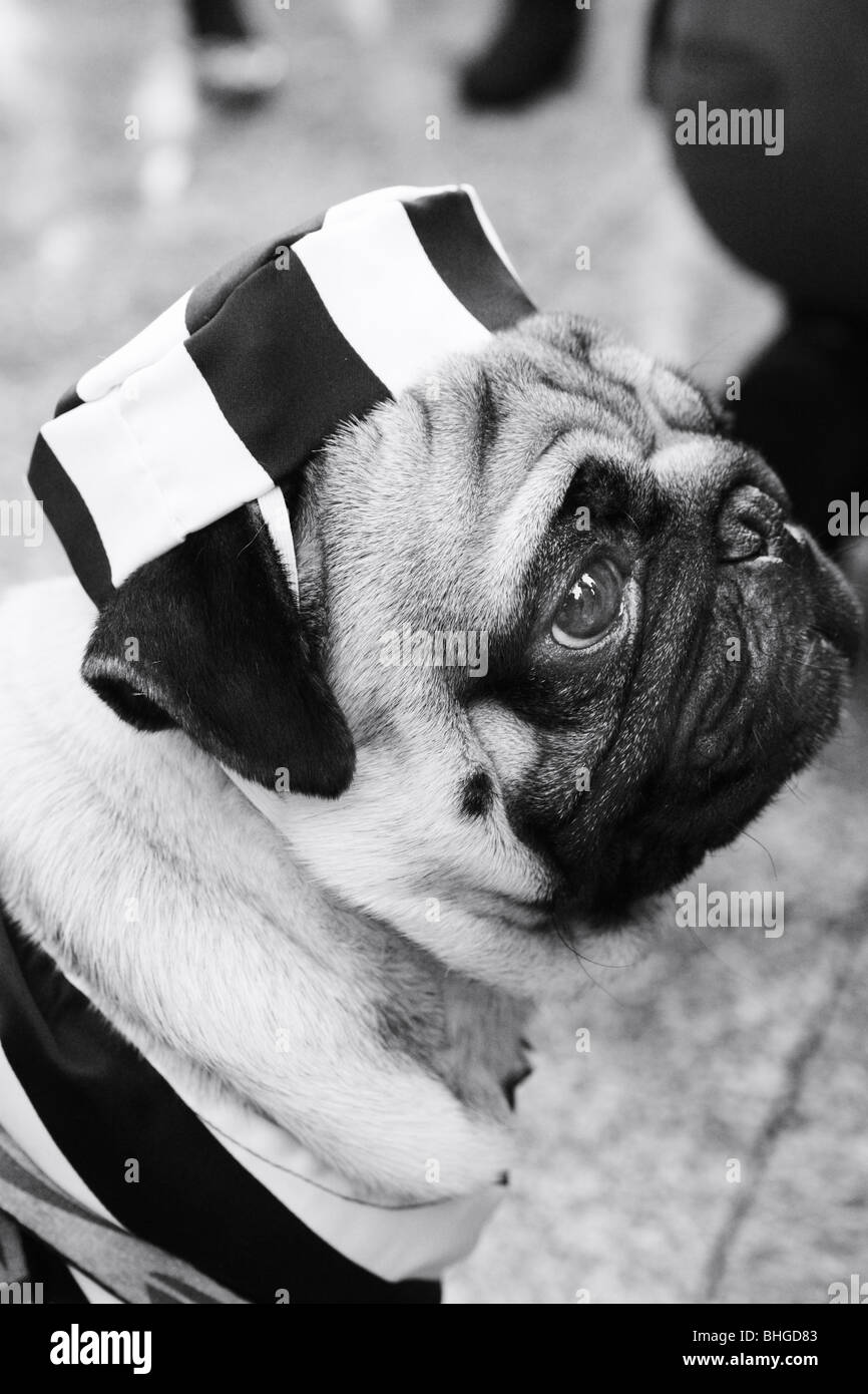 French Bulldog dressed in prisoner's uniform at carnival in Spain Stock Photo