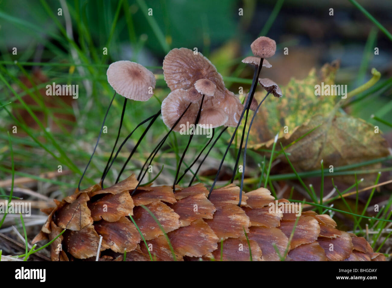 Horse-hair Fungus (Marasmius androsaceus), on pine cone Stock Photo