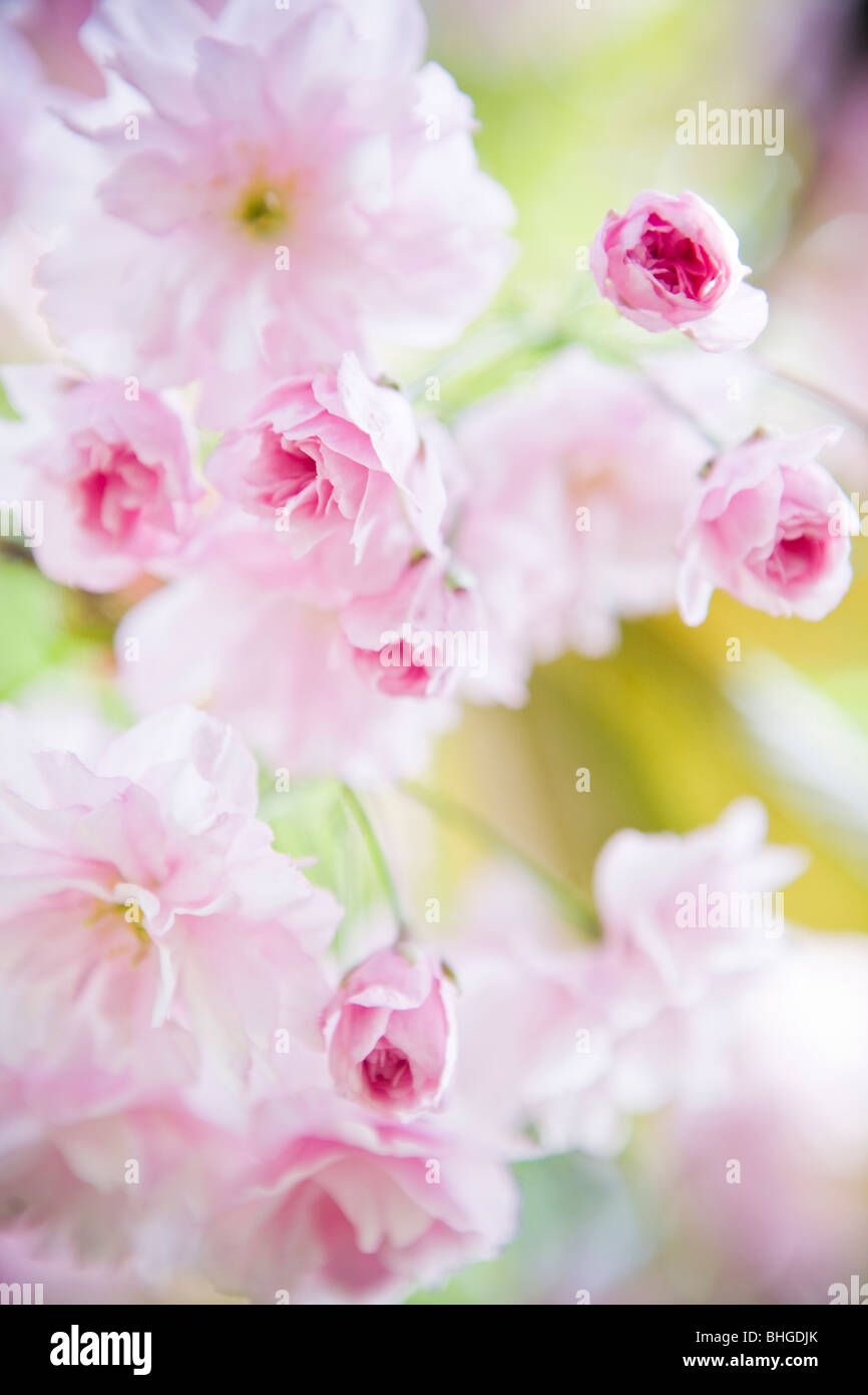 Japanese cherry blossom, close-up, Sweden. Stock Photo