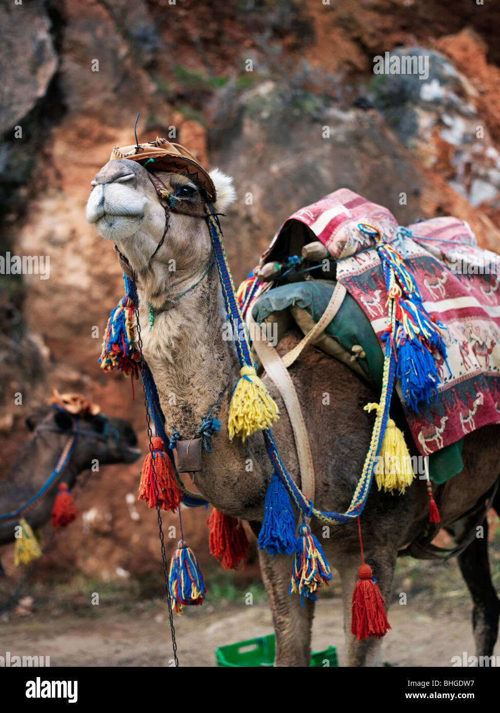 Camel with luggage hires stock photography and images Alamy