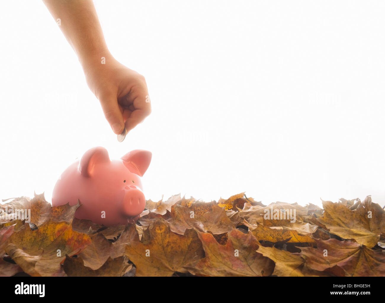 Piggy bank on leaves with hand Stock Photo