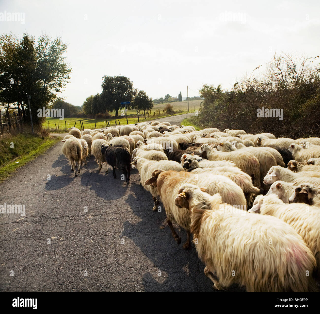 Flock of sheep on country road hi-res stock photography and images - Alamy