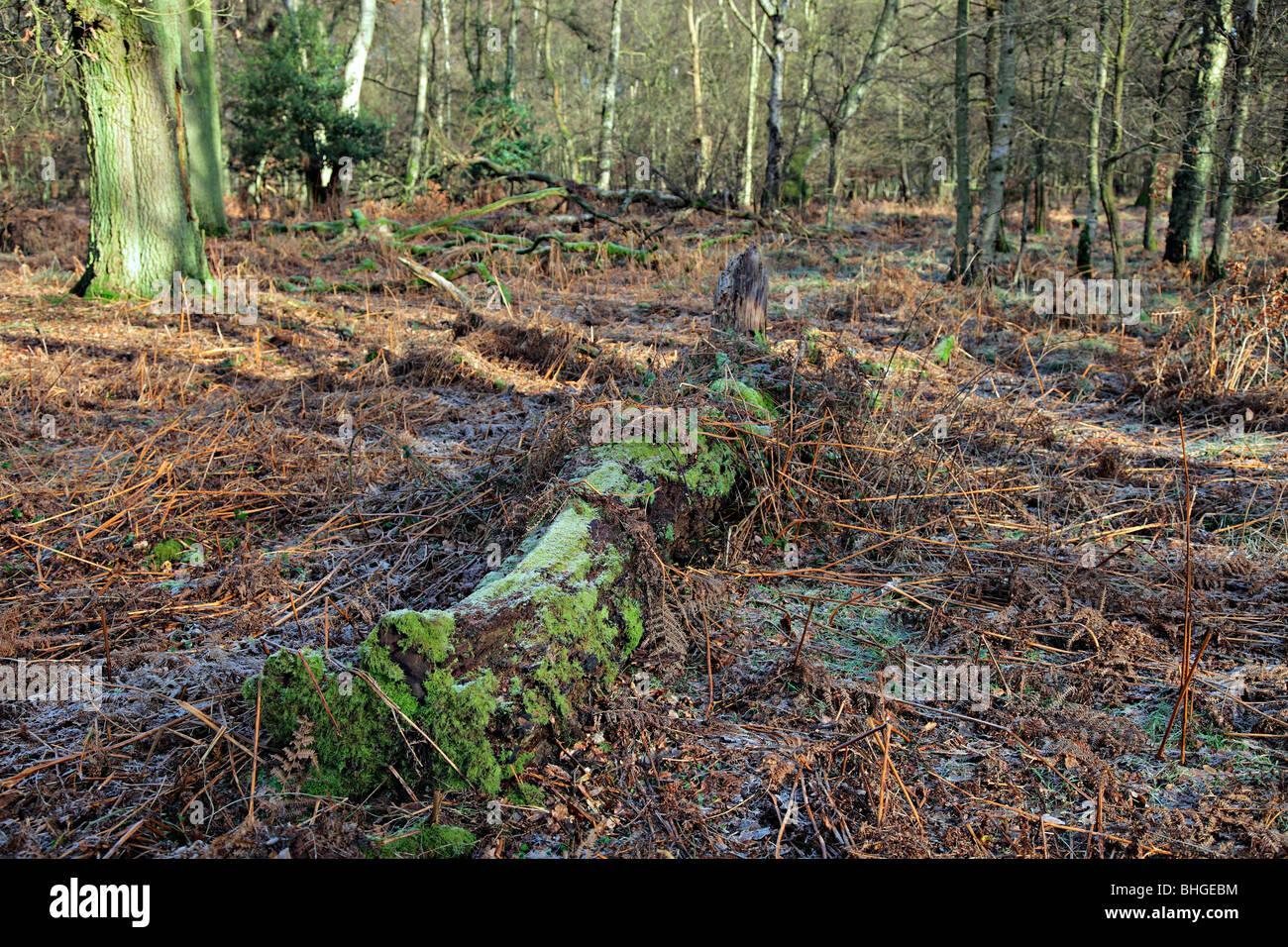 Deciduous woodland management in which fallen trees are allowed to remain to provide habitat. Stock Photo