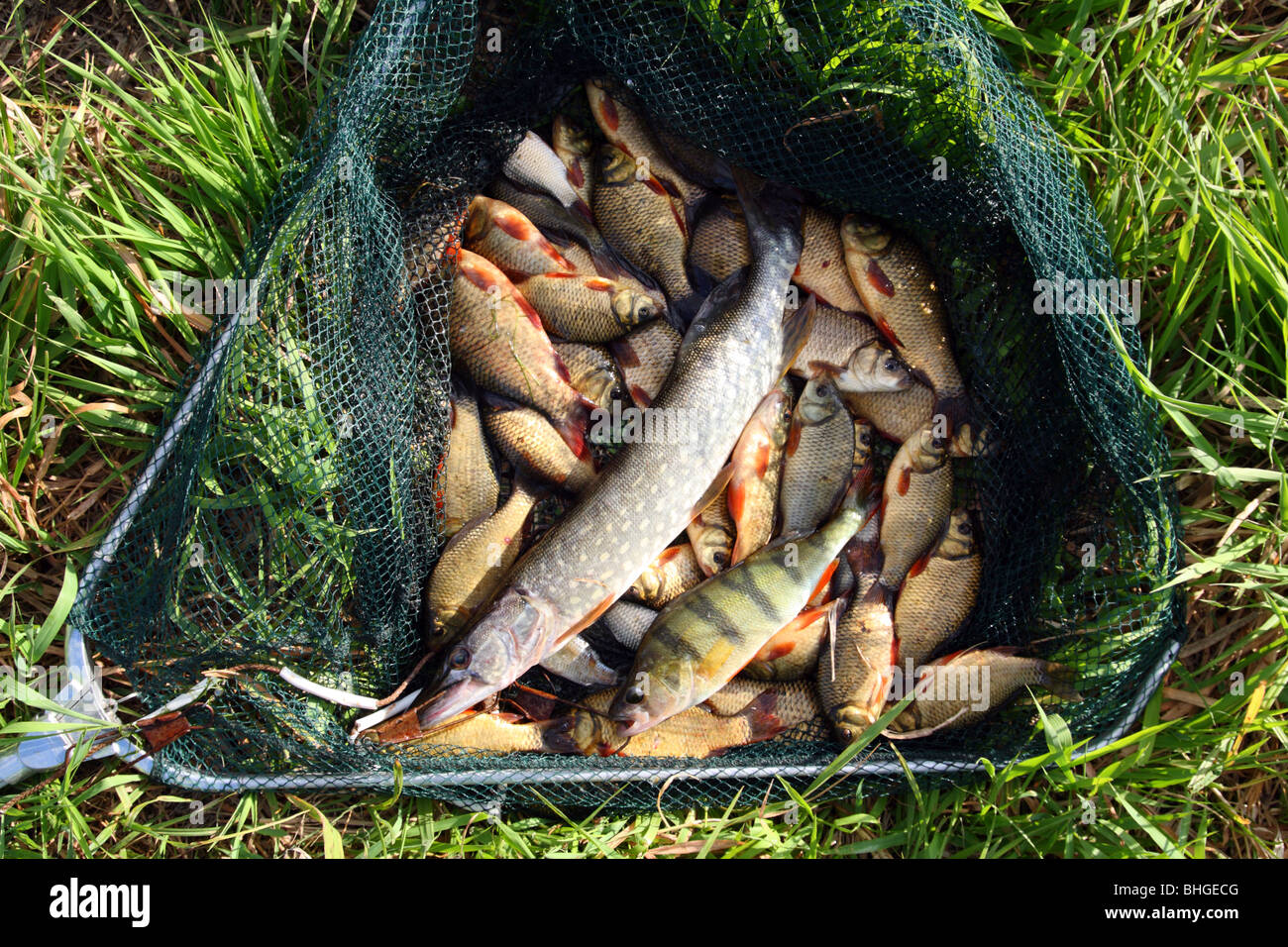Ловить рыбу в чистой воде во сне. Шушпанское водохранилище рыбалка. Шушпанское водохранилище рыба. Налим в Тамбовской области. Сачок для рыбы.