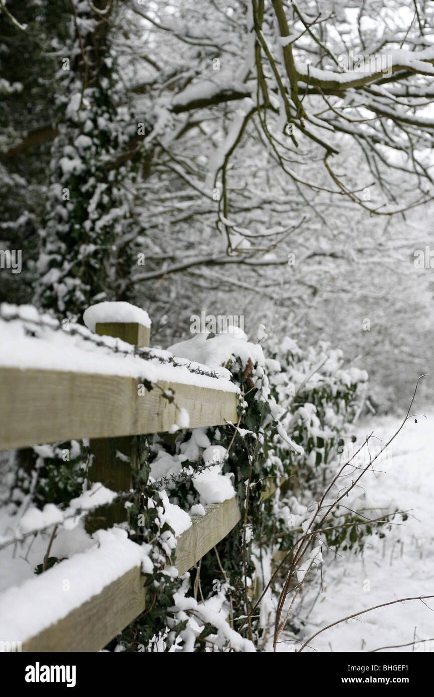 White ivy covered fence hi-res stock photography and images - Alamy