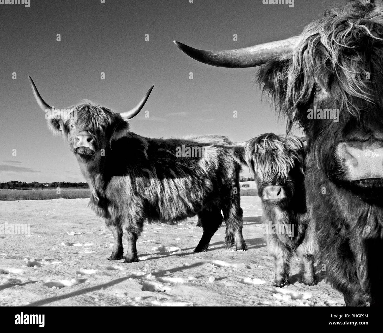 A photograph of Highland Cattle in winter surroundings Stock Photo