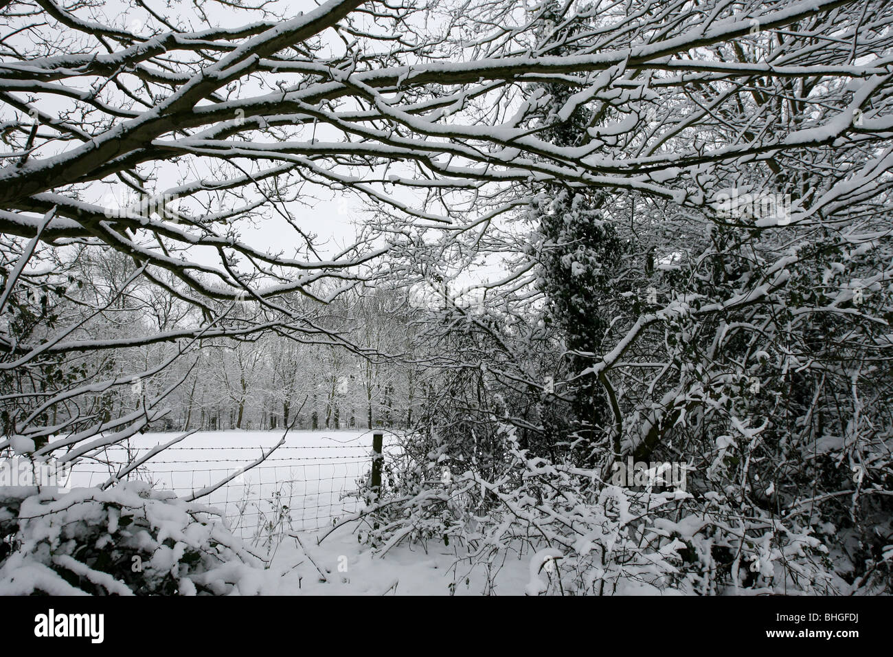 Overhanging branch fence hi-res stock photography and images - Alamy