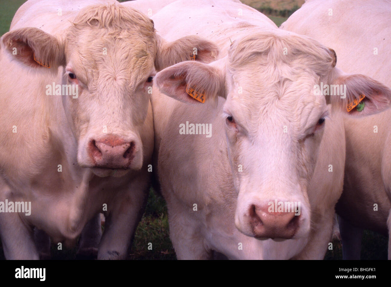 Charolais cattle near LurcyLevis, Allier, France Stock Photo Alamy