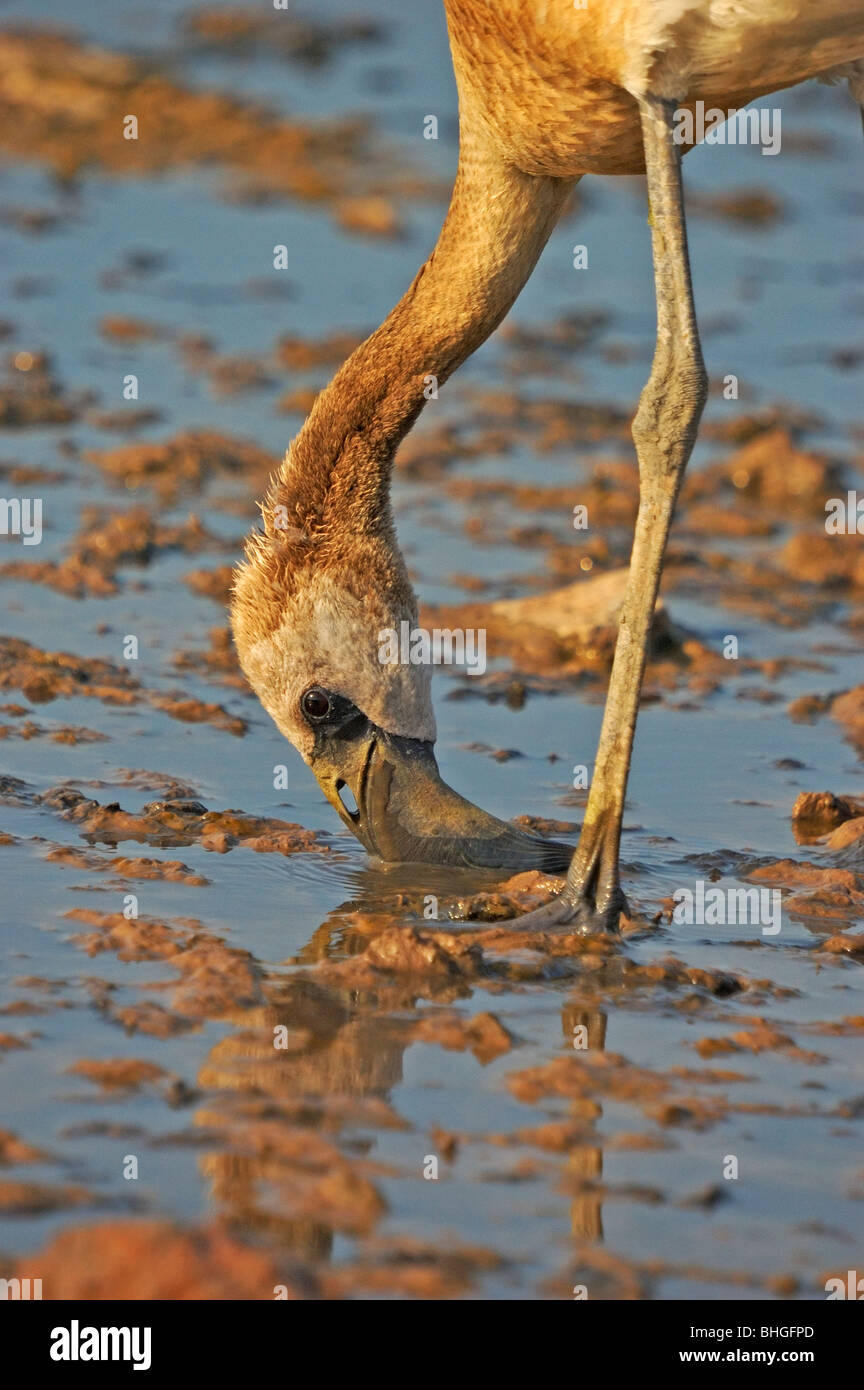 lesser flamingo feeding Stock Photo