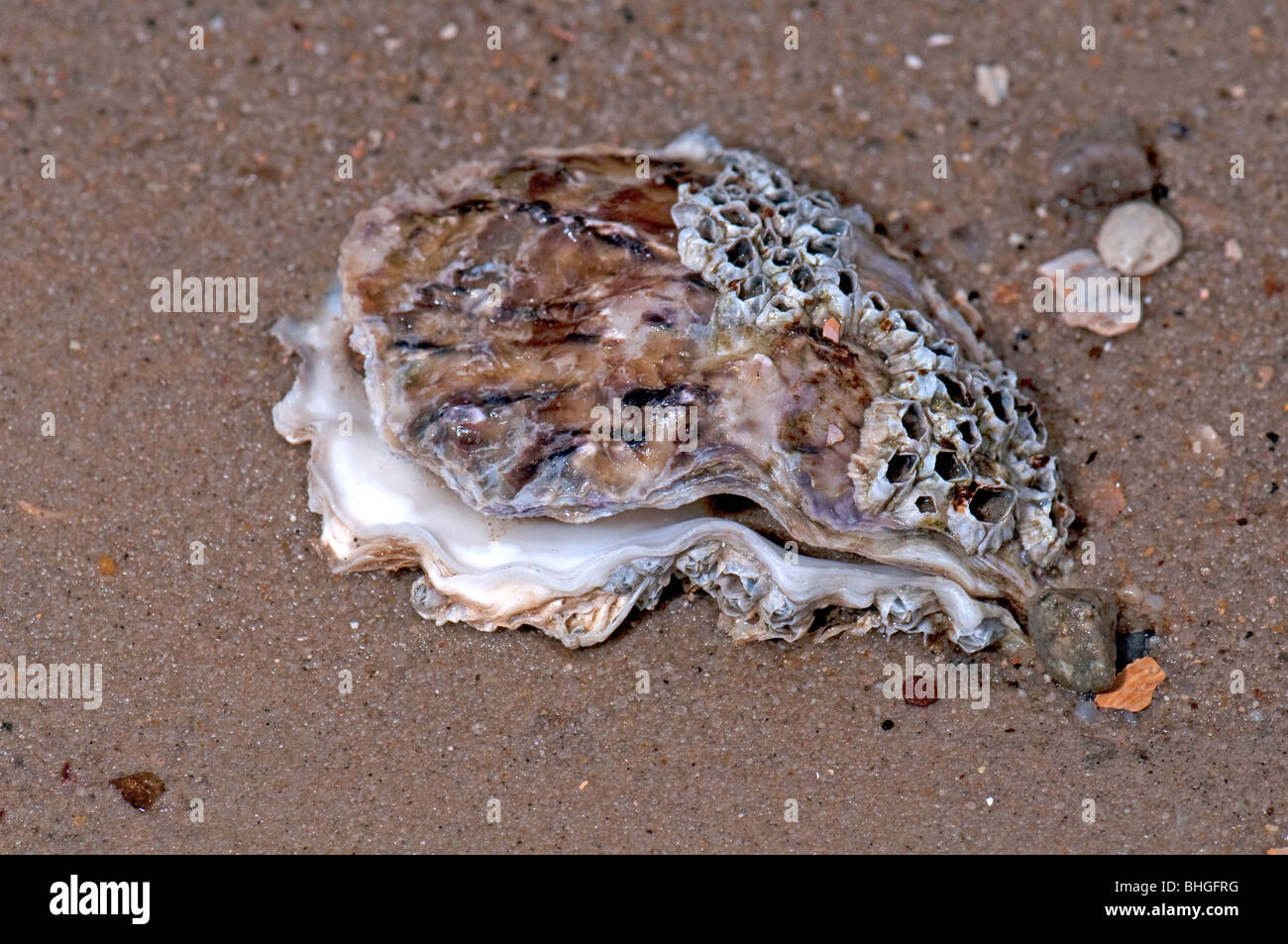 Common Oyster, Flat Oyster, European Flat Oyster (Ostrea edulis), shells on beach sand. Stock Photo