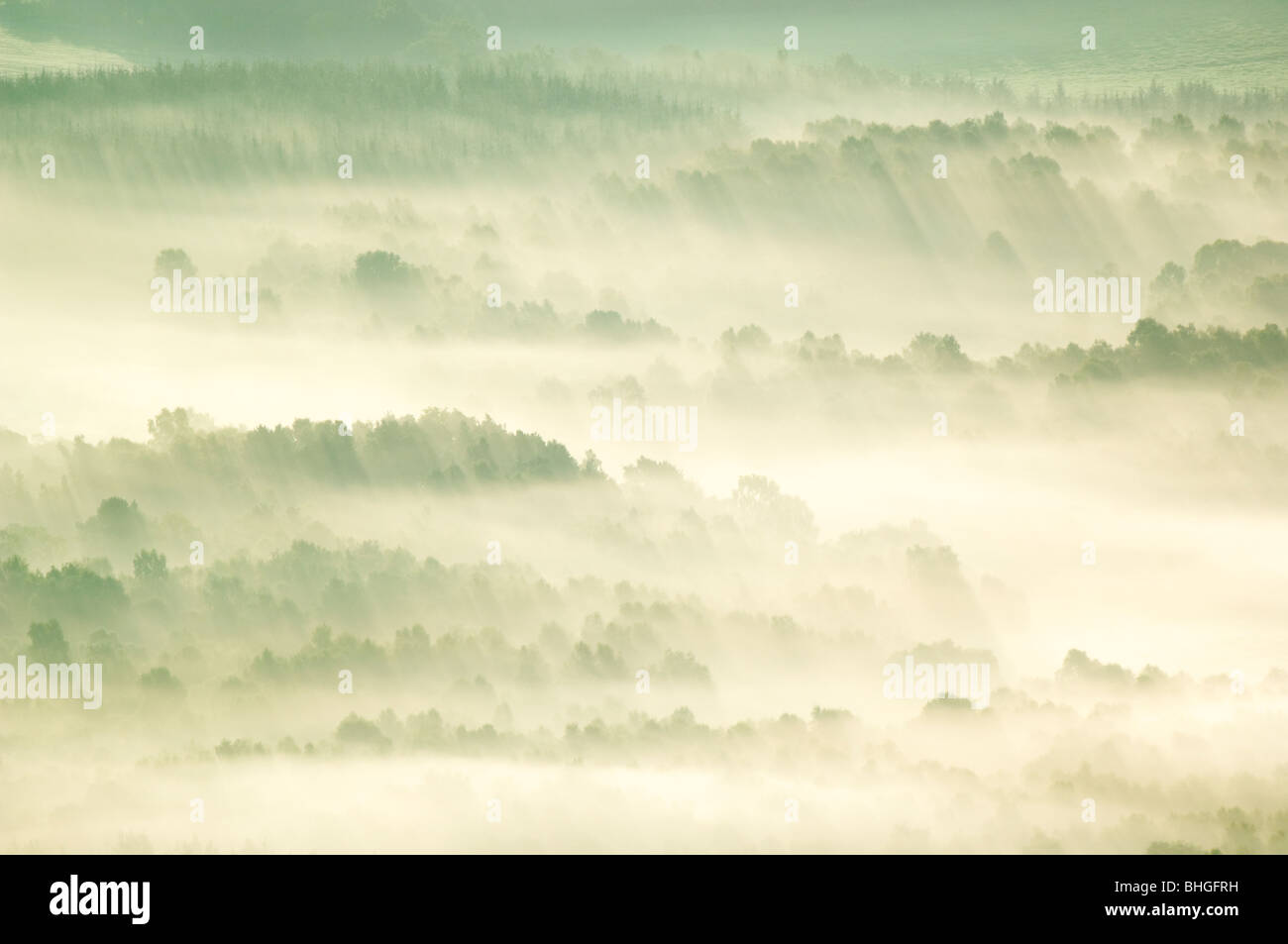 Inversion fog in the early morning lying over forest in the Dee valley near Banchory, Scotland. Stock Photo