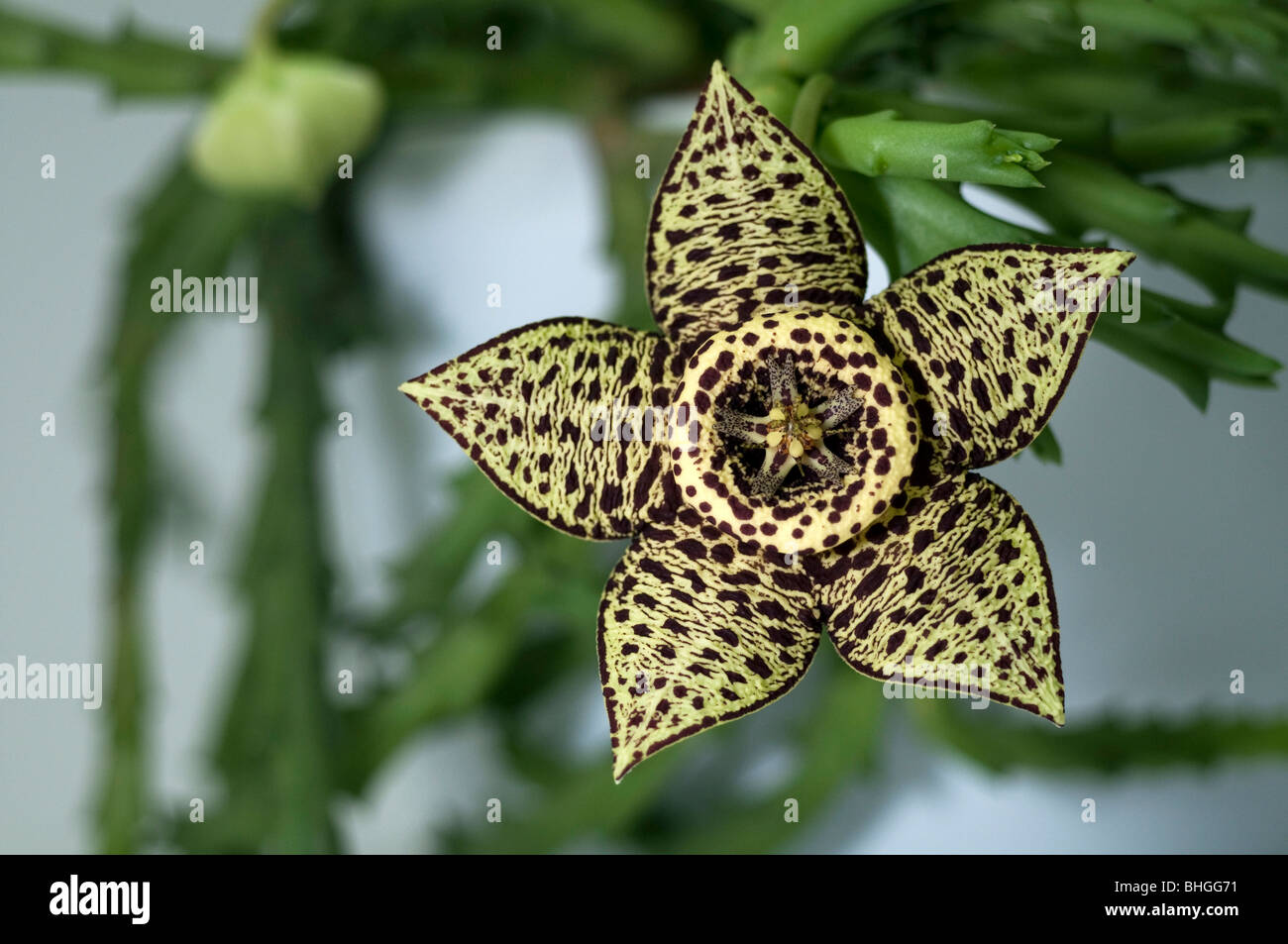 Carrion Flower (Stapelia variegata, Orbea variegata), flower. Stock Photo