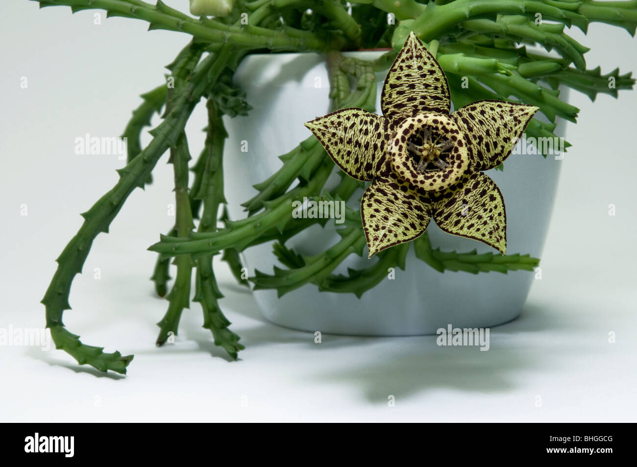 Carrion Flower (Stapelia variegata, Orbea variegata), potted plant, flowering. Stock Photo