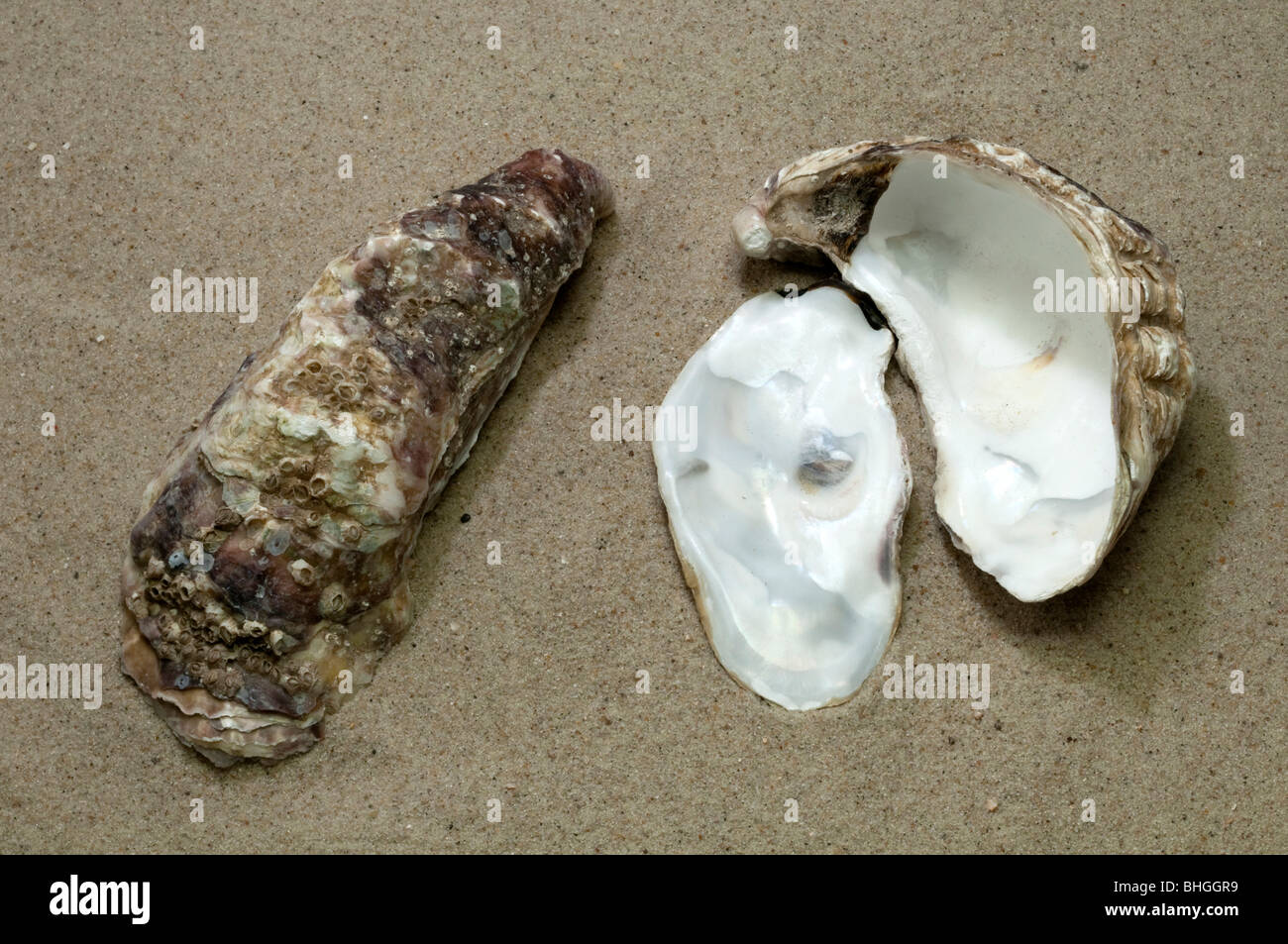 Pacific Oyster, Japanese Oyster (Crassostrea gigas), shells on beach sand. Stock Photo