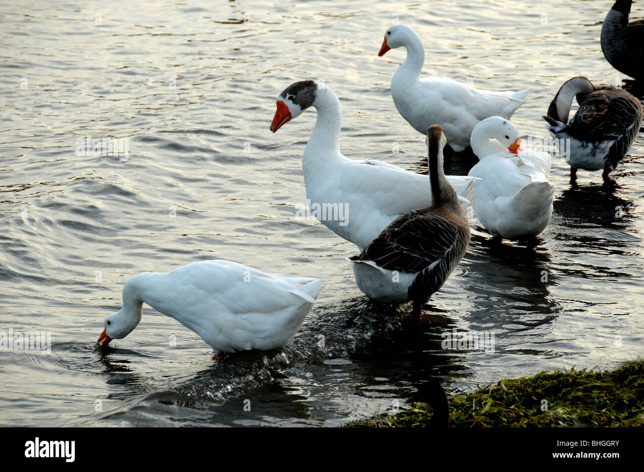 White gray geese group hi-res stock photography and images - Alamy