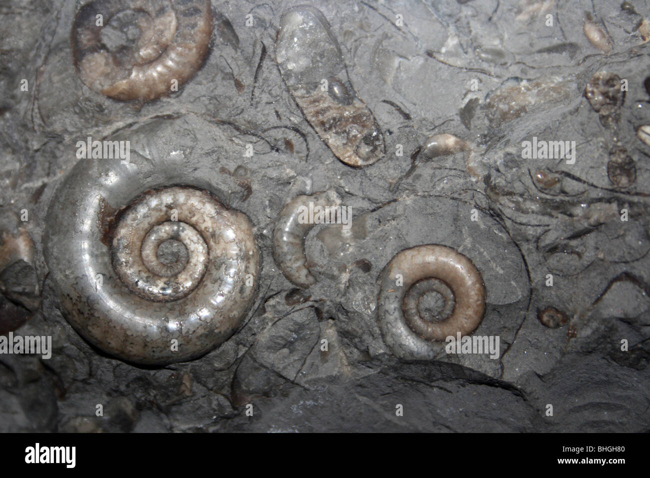 Ammonite Psiloceras planorbis from Lyme Regis, Dorset Coast, England Stock Photo