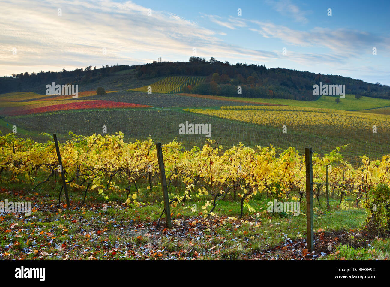 Evening view over Denbies Wine Estate, a patchwork of patterns across the vineyard as the grape vines change into autumn colours Stock Photo