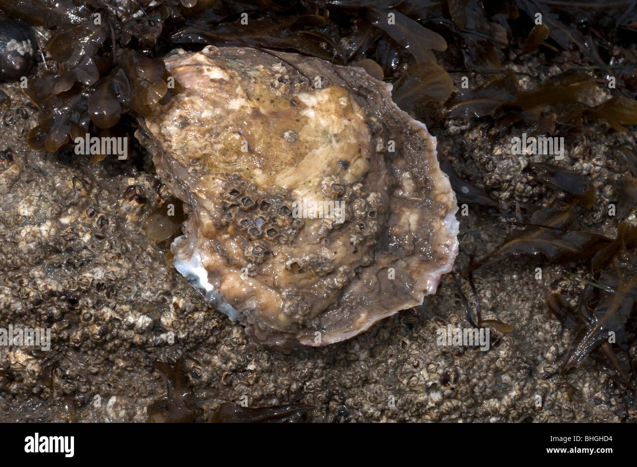 Common Oyster, Flat Oyster, European Flat Oyster (Ostrea edulis), living animal attached to a rock. Stock Photo