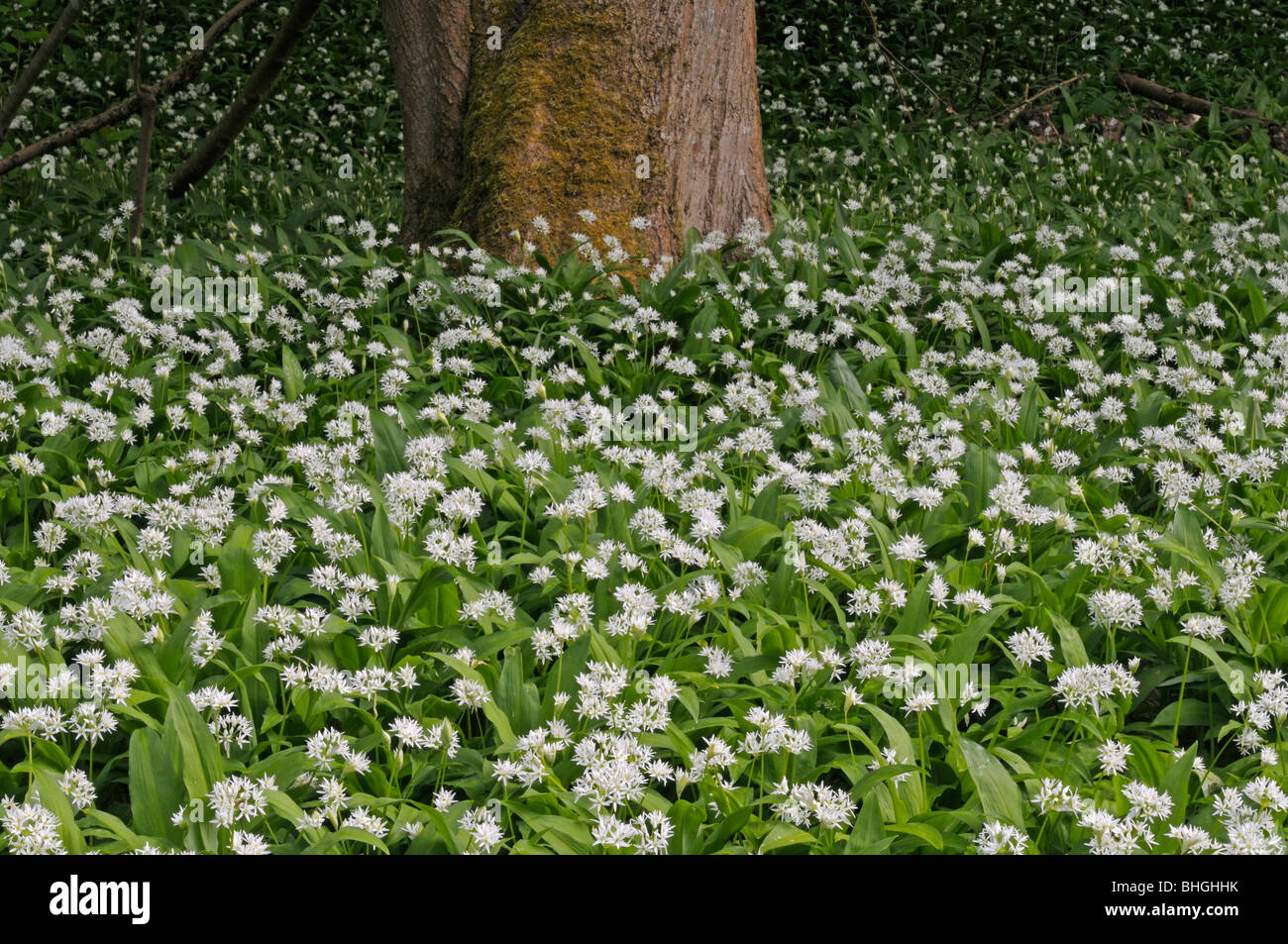 Ramsons, Wood Garlic (Allium ursinum). Flowering plants carpeting a forest floor. Stock Photo